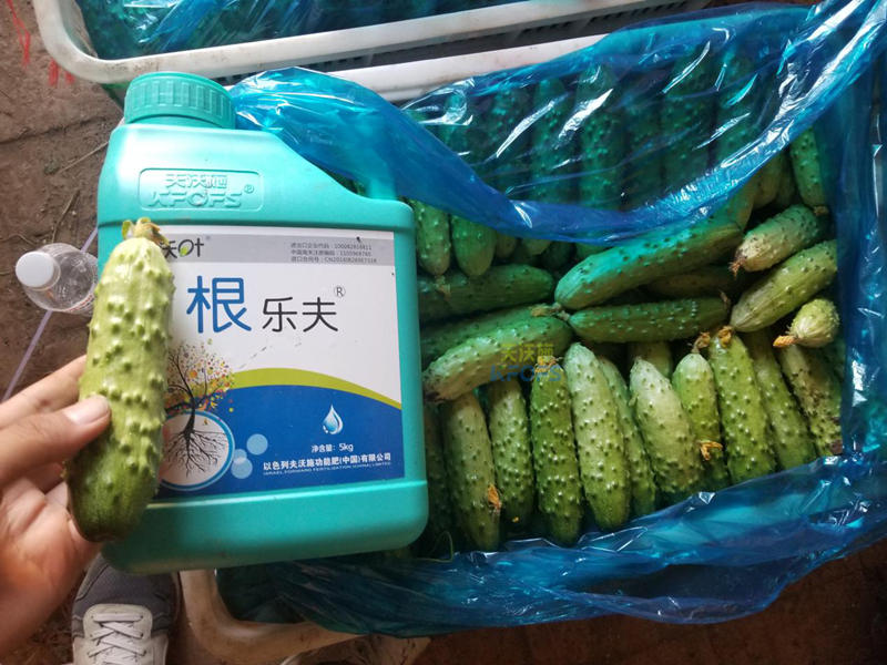 根系、土壤問題如何解決？