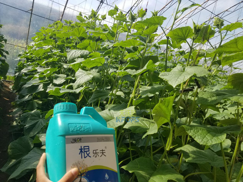 根系、土壤問題如何解決-沃葉根樂夫黃瓜1.png