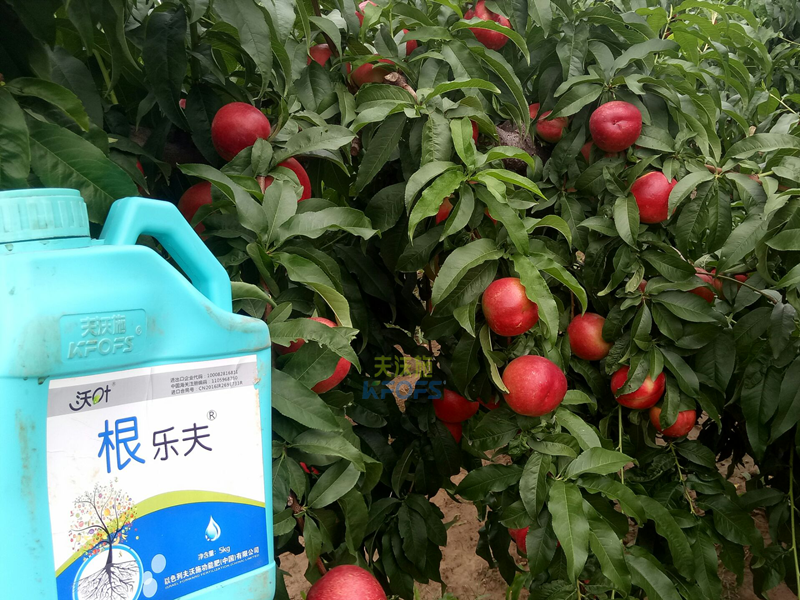 果樹生根劑用什么好？