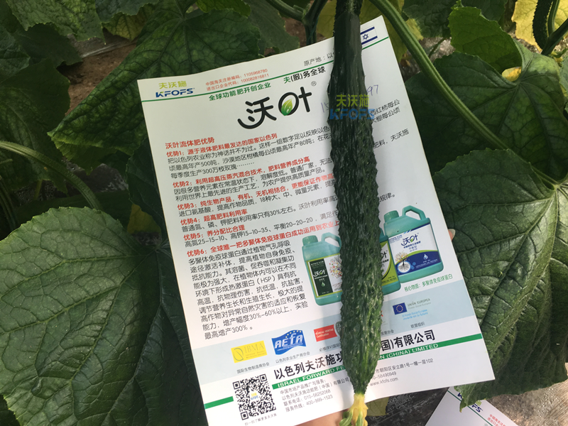 黃瓜的施肥時(shí)間及方法？