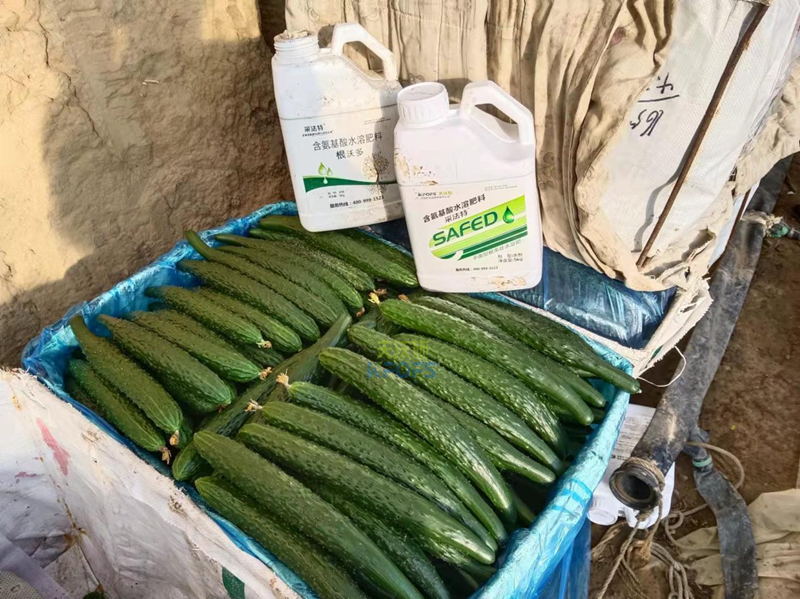 水溶肥的作用-采法特根沃多黃瓜.png