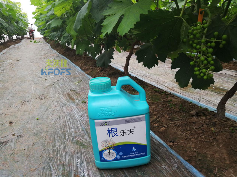 沖施肥哪個(gè)牌子好-沃葉葡萄.png