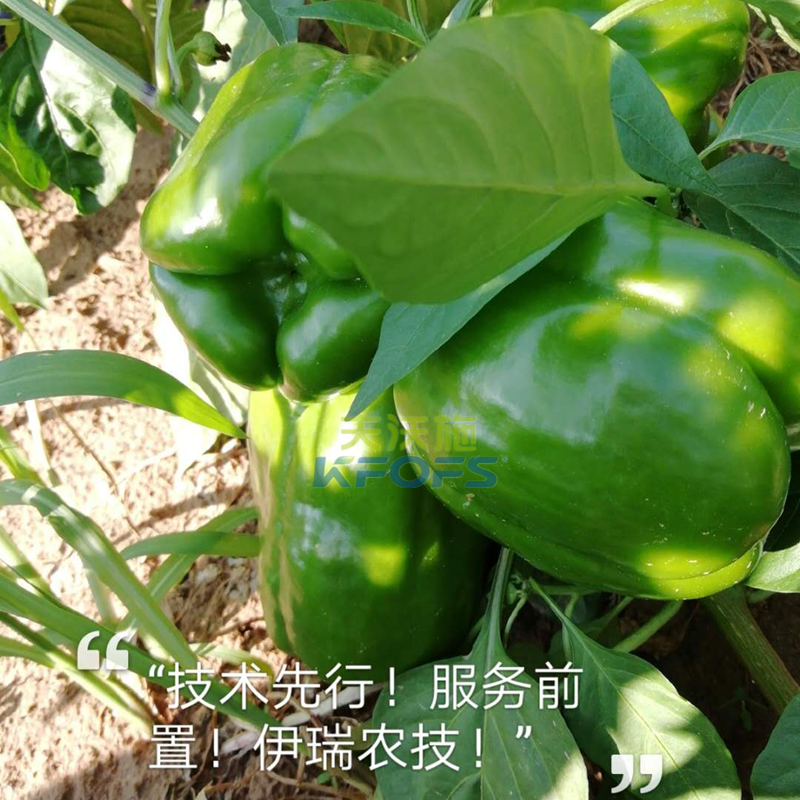 生物菌肥作用-沃葉微生物菌劑辣椒1.png