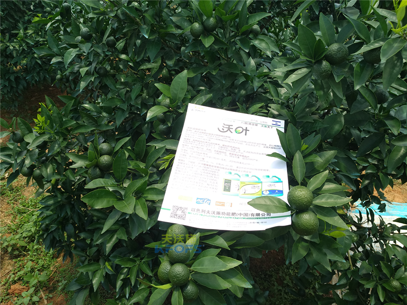 沖施肥哪個好？