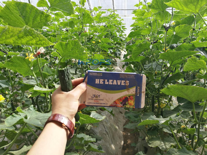 磷酸二氫鉀的作用！