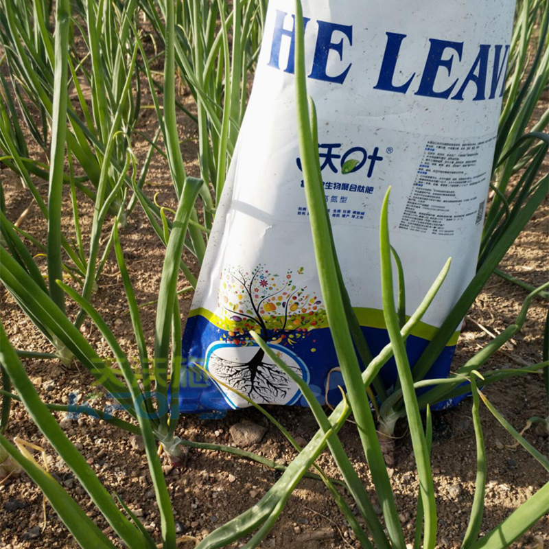 生物菌肥使用注意事項-沃葉洋蔥1.png