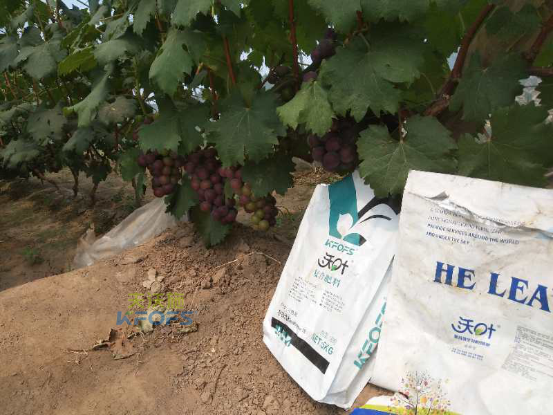 水溶肥在果樹上的施用！