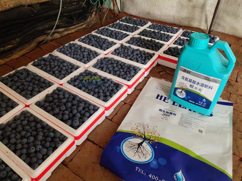 微生物菌劑，張總只認準沃葉的原因？