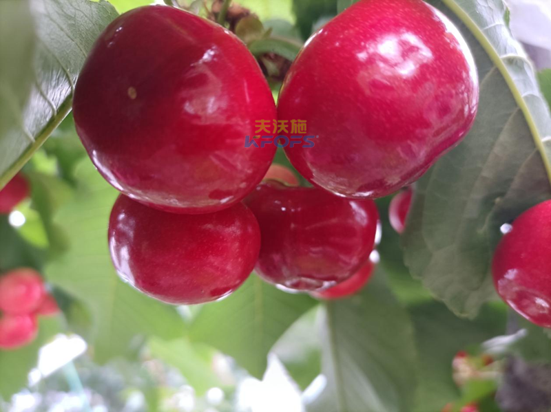 櫻桃用什么水溶肥？張大叔推薦沃葉