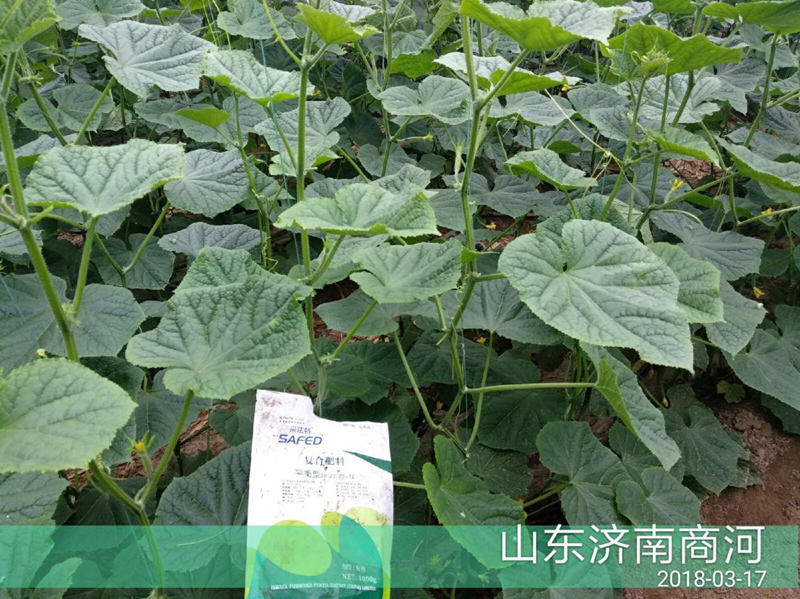 大棚黃瓜施肥技術-采法特黃瓜.png