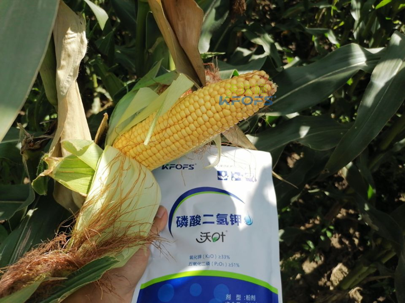 磷酸二氫鉀好在哪-沃葉磷酸二氫鉀玉米.png