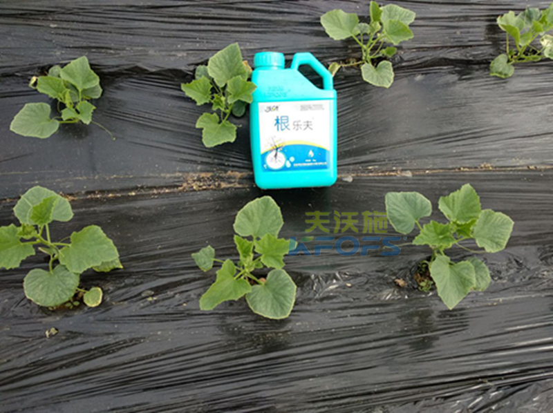 什么生根劑好？.png