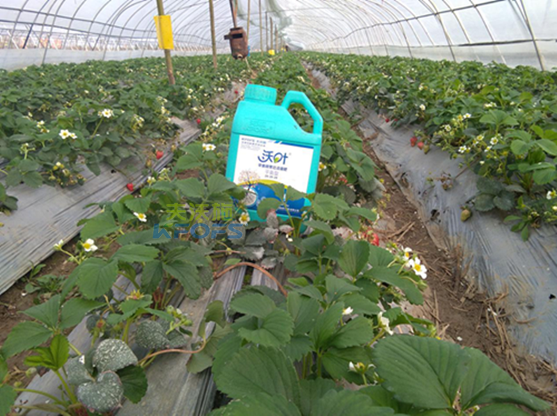 沖施肥如何選擇？1.png