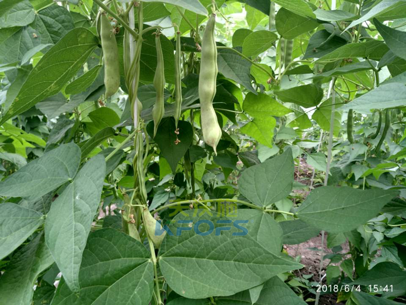 豆角需要什么樣的沖施肥？1.png