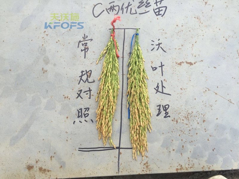 水稻怎么施肥高產(chǎn)？