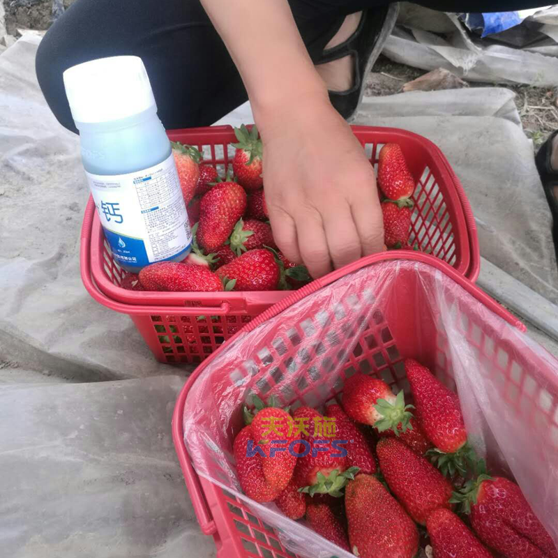 草莓果實膨大期施肥原則及方案！.png