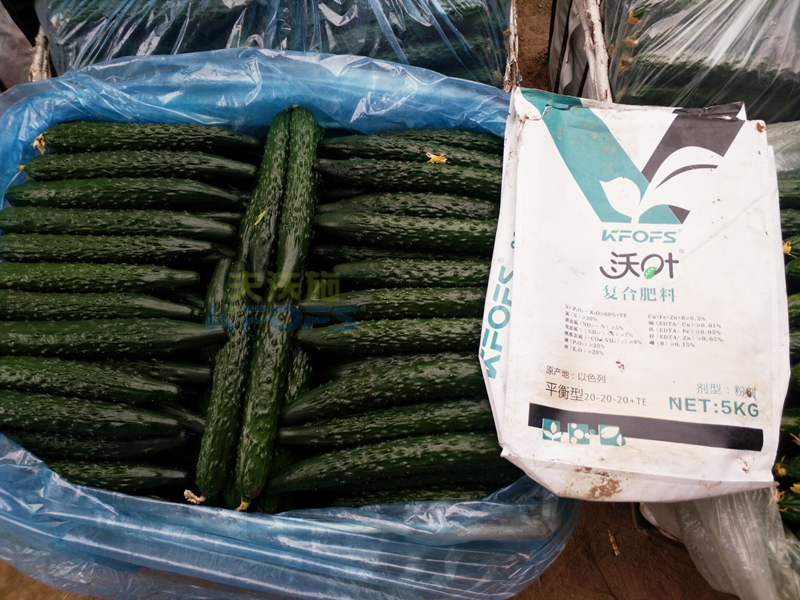 黃瓜用什么肥料產(chǎn)量高？