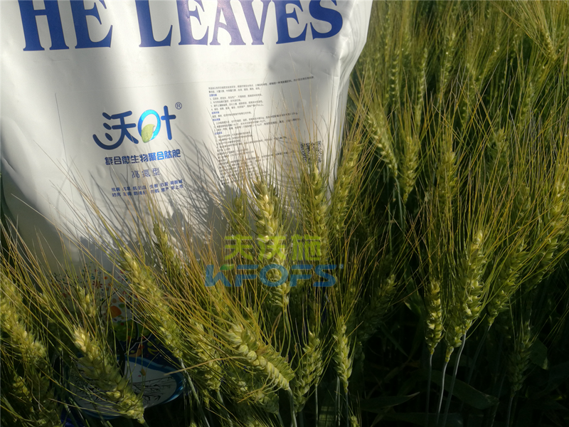 小麥用什么肥料好！