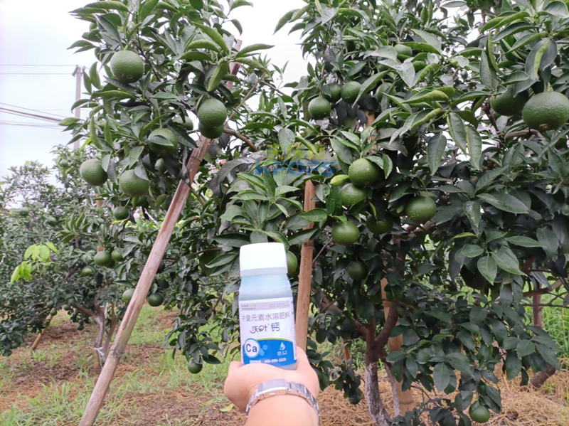 果樹(shù)補(bǔ)鈣用什么鈣肥好？