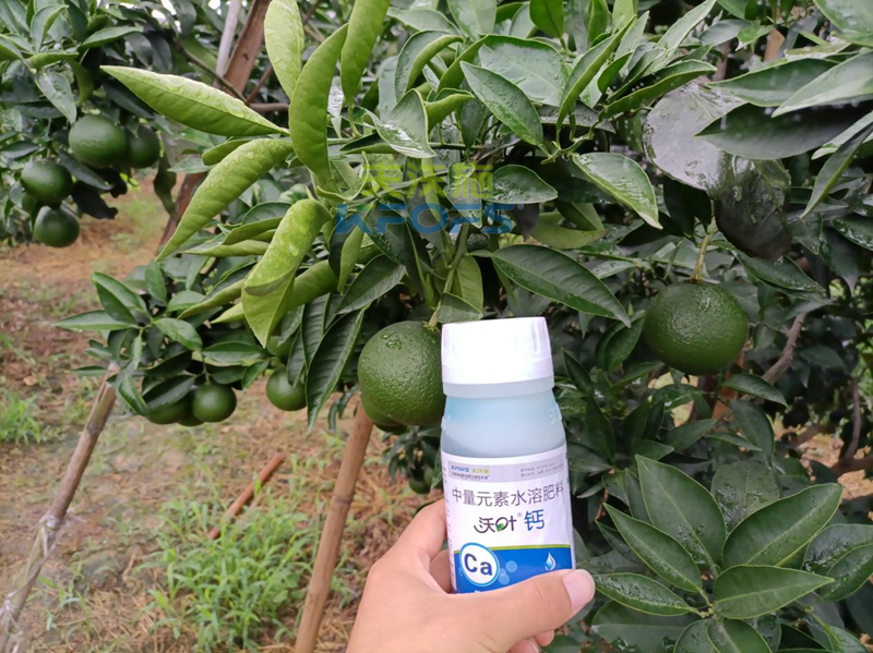 果樹補(bǔ)鈣用什么鈣肥好-沃葉鈣肥柑橘1.png