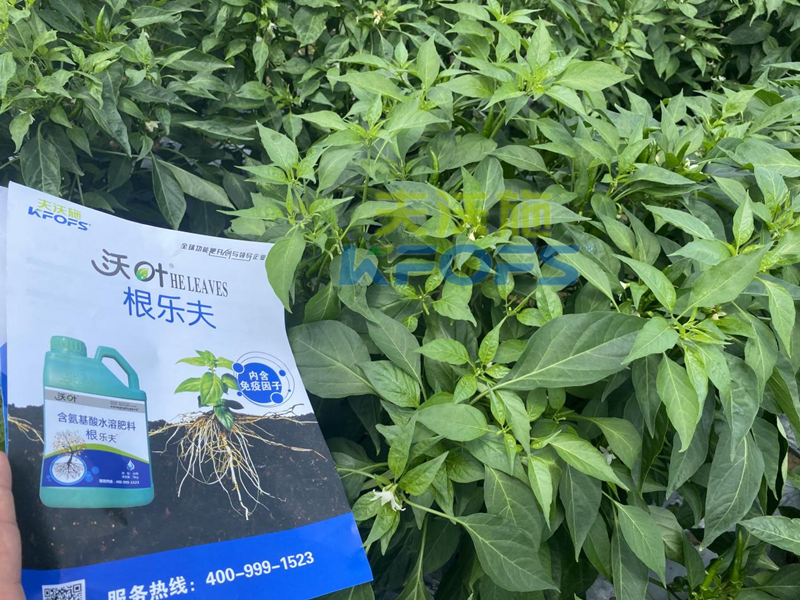 青椒種植用什么水溶肥？張大叔推薦沃葉