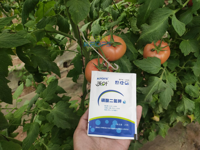 磷酸二氫鉀在番茄上怎么用？