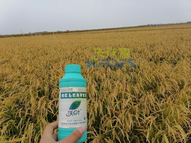 葉面肥如何選擇，王總實(shí)力推薦沃葉