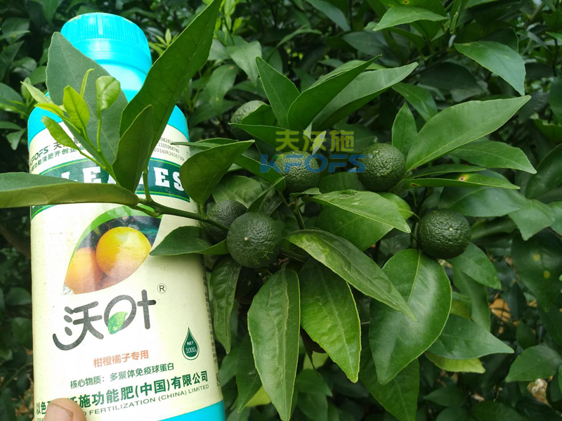 柑橘全年施肥習(xí)慣表