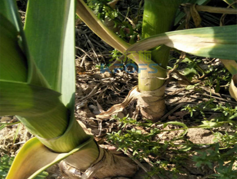 大蒜葉面肥使用方法？