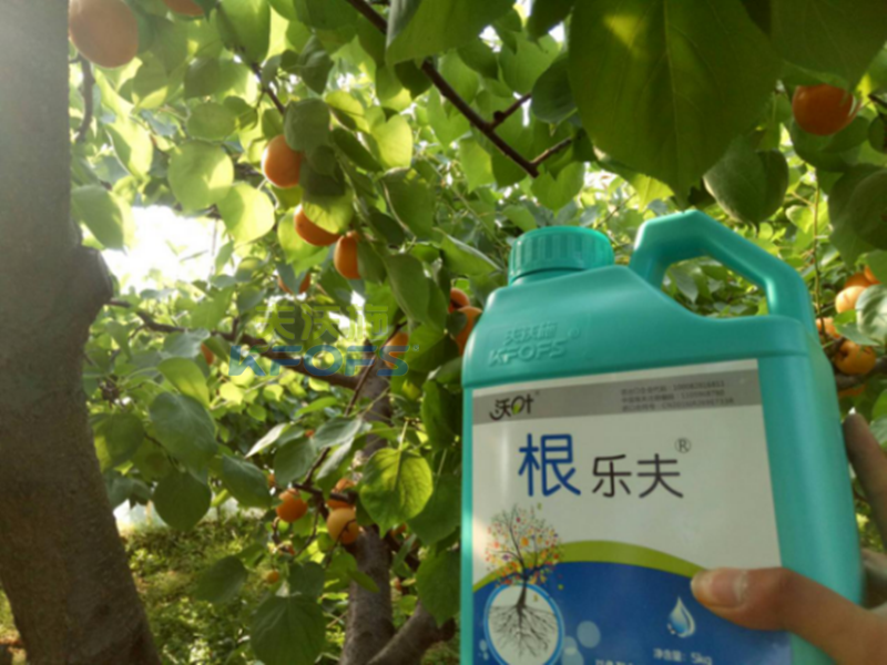 果樹根腐病因及救治