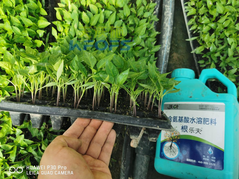 水溶肥施肥的最佳時(shí)間-沃葉根樂(lè)夫辣椒.png