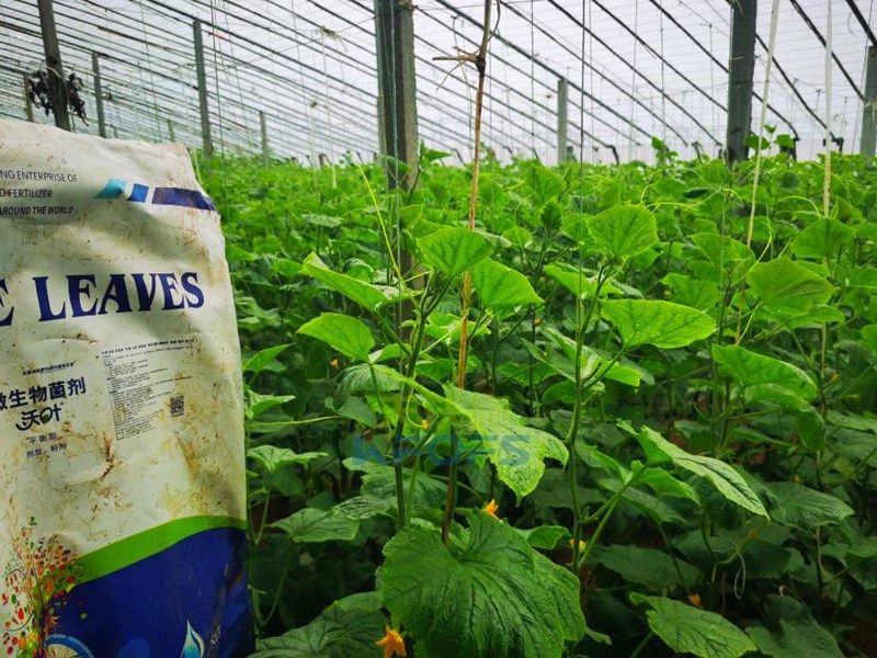 黃瓜用什么水溶肥，張大叔推薦沃葉