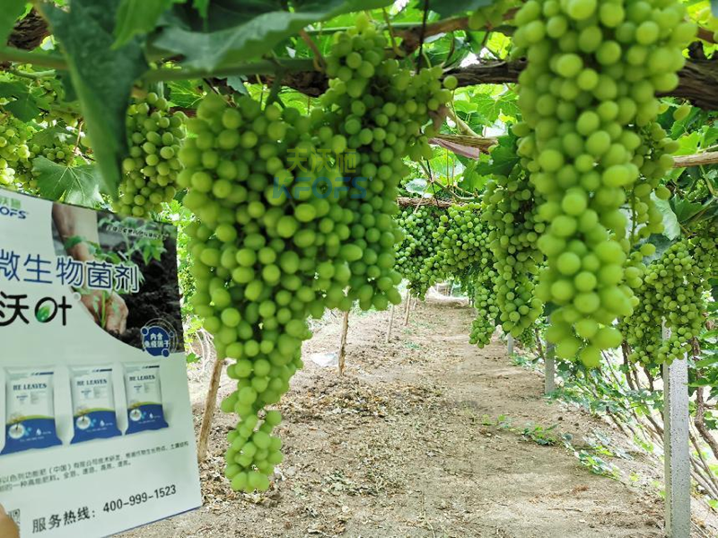 水溶肥那么多？應該怎么選？