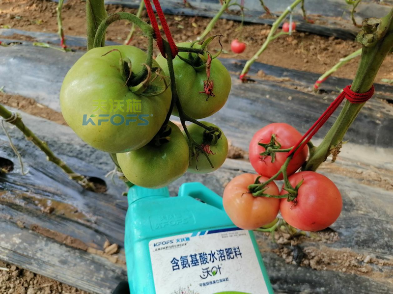 水溶肥是什么？這篇看了不后悔！