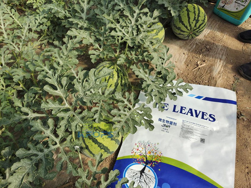 西瓜施肥用什么肥料好？