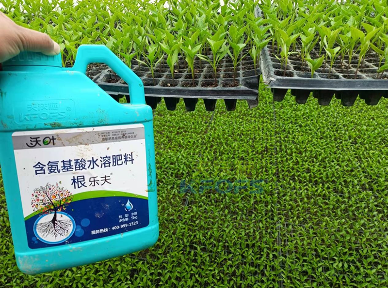 辣椒用什么肥料？減少落果