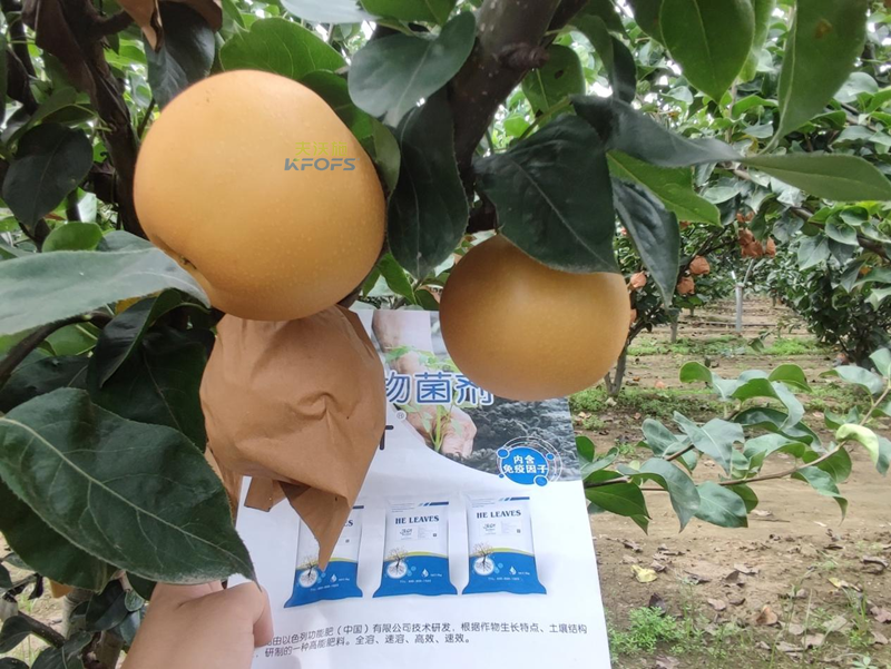 果實(shí)施肥-秋月梨用沃葉菌劑1.png