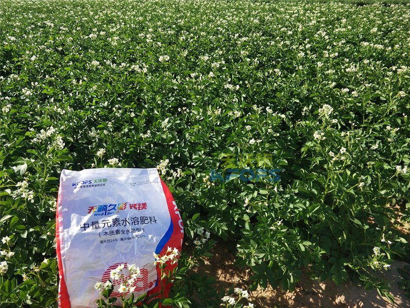 【已用】回訪時間：2022年7月23日，回訪地址：內(nèi)蒙古鄂托克前旗使用產(chǎn)品：無畸久彩鈣鎂，回訪作物： 土豆使用效果：土豆基地用木質(zhì)素型中量元素無畸久彩鈣鎂肥，長勢健壯，葉片肥厚，鈣鎂同補，整體長勢很好 (2).jpg
