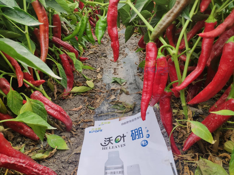 辣椒管理與施肥技術(shù)，夫沃施科普