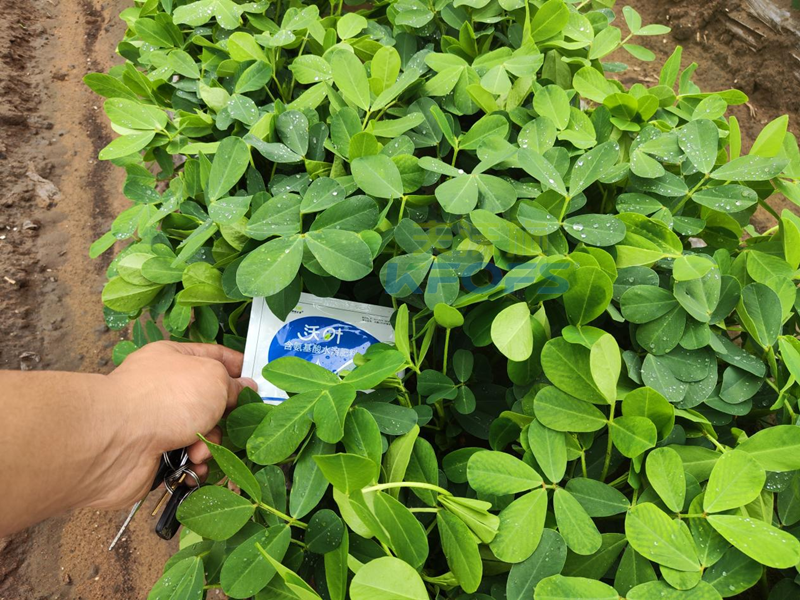 花生施肥的最佳時(shí)間-沃葉葉面肥1.png
