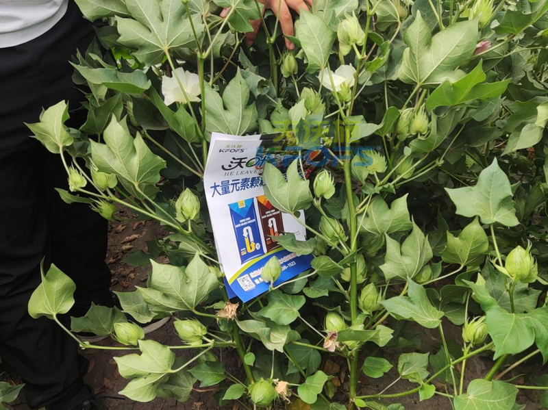 棉花施什么肥產(chǎn)量高？