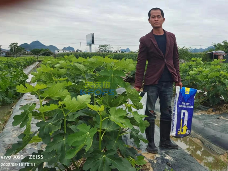 無花果施什么肥果實(shí)大？