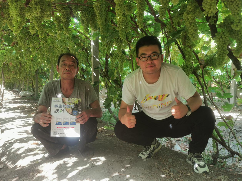 葡萄施什么肥？這款認(rèn)可度高