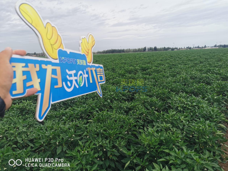 辣椒用什么肥料效果好？