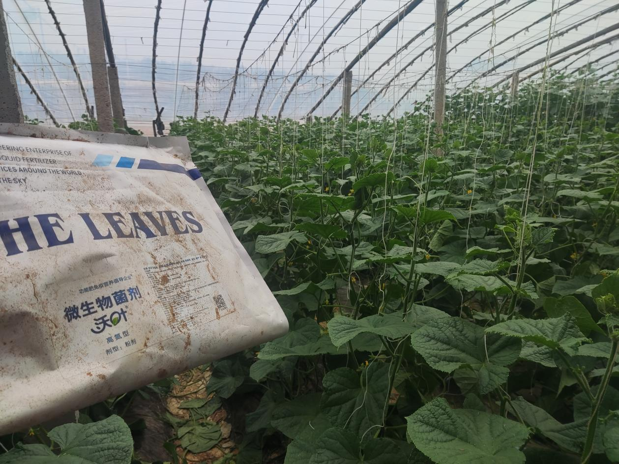 生根劑用處廣，你了解多少？