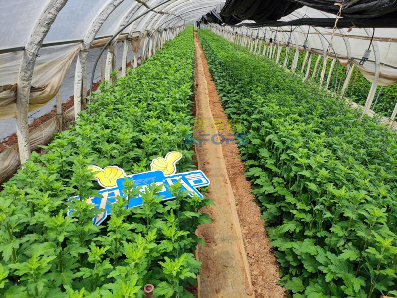 水溶肥還能用在花卉上？你還不知道吧？