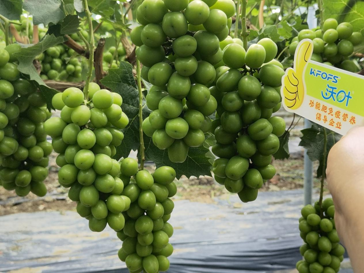 水溶肥選哪家？李總選沃葉