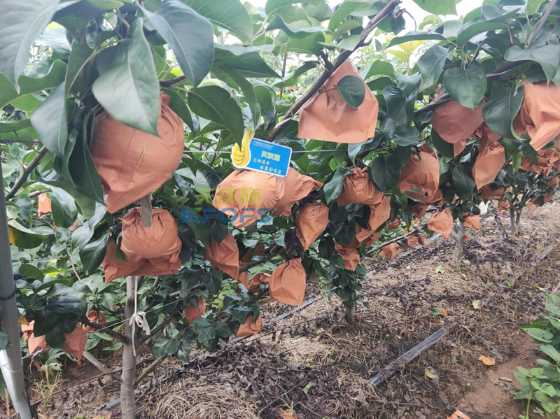 果實膨大肥用什么肥好？秋月梨為例