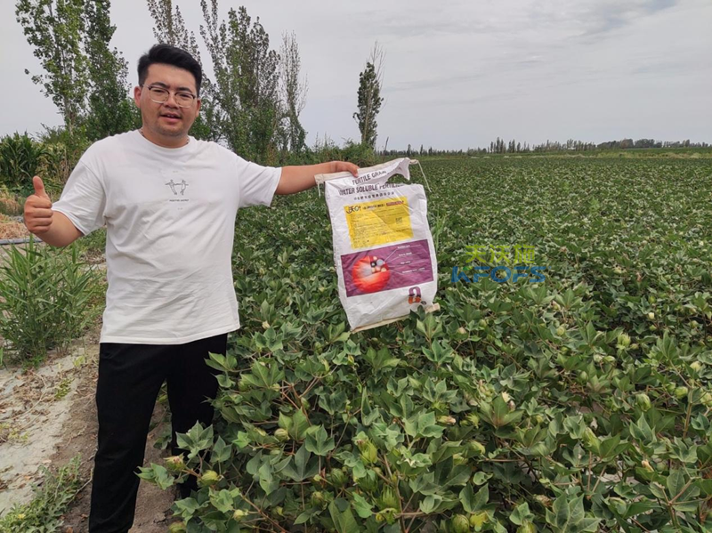 棉花高產(chǎn)栽培技術(shù)，一起圍觀！