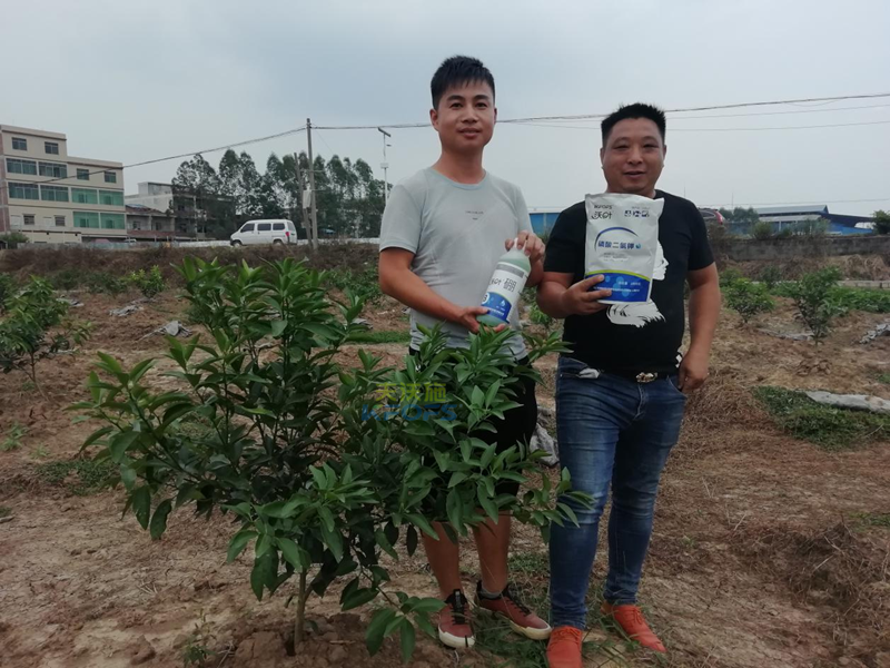 柑橘小樹苗用什么肥好？各節(jié)點用肥技術(shù)